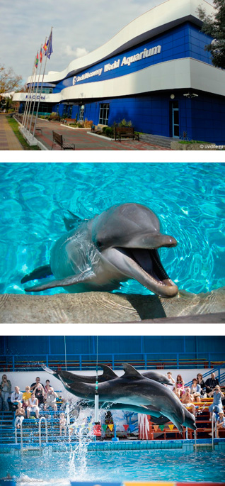 В Сочи откроется самый крупный дельфинарий в России