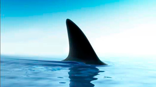 Турист потерял работу из-за акулы