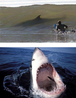 В Америке появилось средство защиты от акул