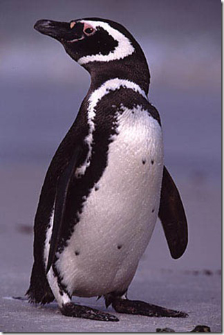 Пингвин-пассажир