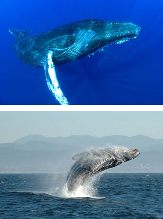 В Эквадоре начался сезон горбатых китов