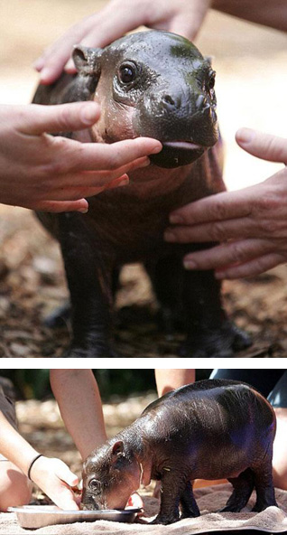 Карликовый бегемот появился на свет в австралийском зоопарке