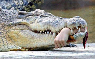 В Индии крокодил разодрал туристку на части