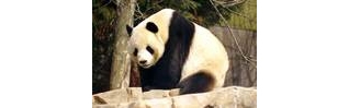 В зоопарке Бангкока все звери изображают панд