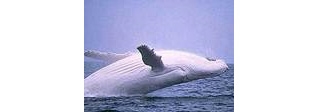 Самого белого и горбатого кита велели не беспокоить