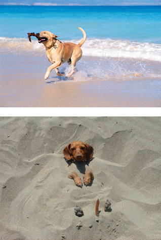 В Польше создан пляж для собак