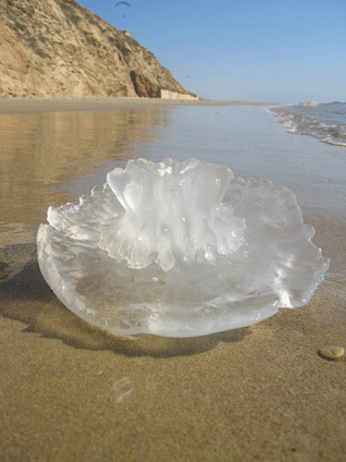 Британское побережье "захвачено" медузами