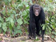 Шимпанзе Танганьики: под тенью силы