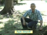 Болят почки - нюхайте грибы