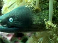 Diving Thailand Sail rock 28 May 2014 underwater video