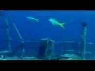 Hannah Mermaid swims with Sharks at Shipwreck