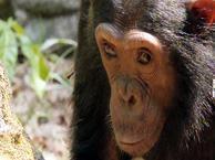 Шимпанзе Танганьики: от имени семьи