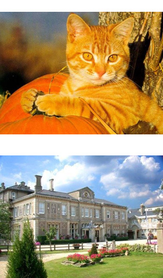 В Великобритании открыли фешенебельный отель для кошек