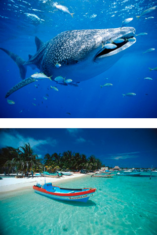 В конце июня Канкун познакомит с китовыми акулами