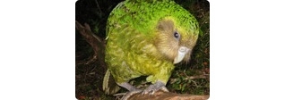 В Новой Зеландии туристам показывают уникальных попугаев «какапо»