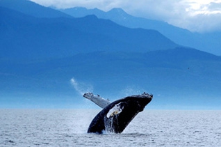 Наблюдение за китами в Мексике