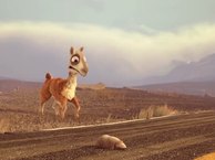Caminandes: Llama Drama. Short Movie