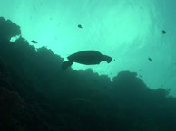 Черепахи острова Апо