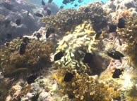 Кубинский коралловый риф