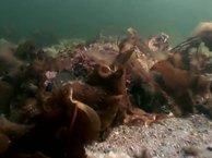 Очаровательные обитатели подводного мира