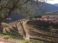 A land of wine