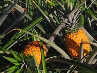 Back to our roots. Pineapple