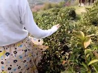 Hadong tea plantation