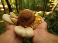 Soul food Serbia. Mushrooms &amp; forest fruits